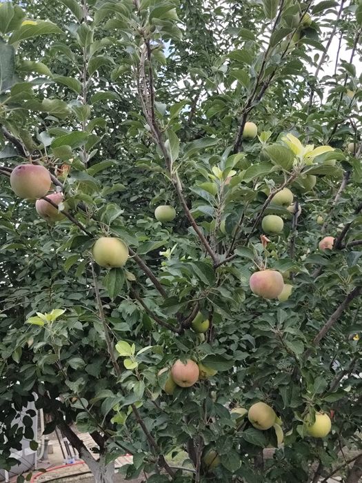 Продается Дом  дачном массиве Проектировщик размером 13х15