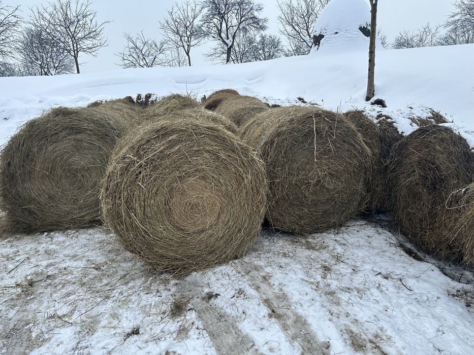 Baloti de fan 120x120