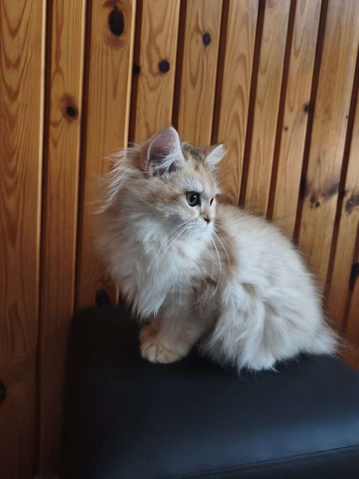Британски котенца