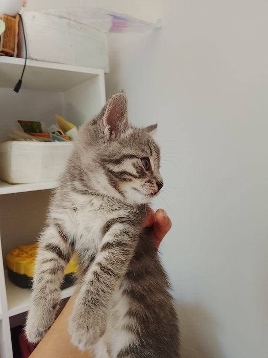 Котята в хорошие руки