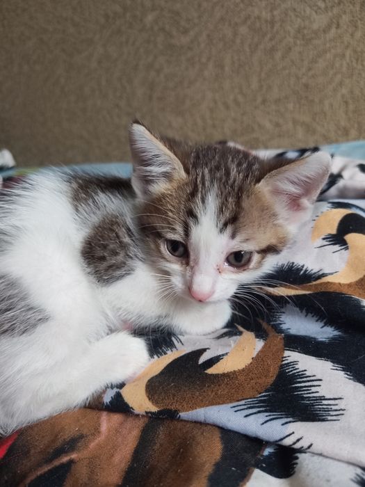 отдам котят в хорошие руки