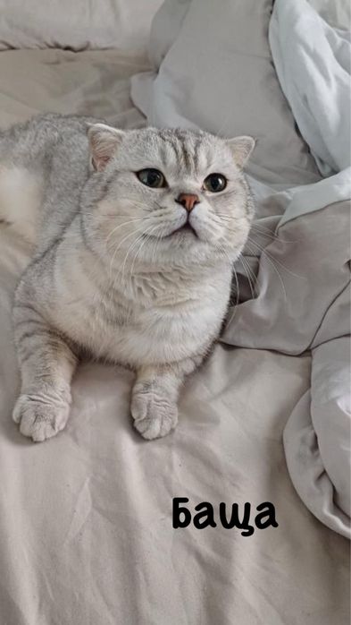 Шотландски котенца