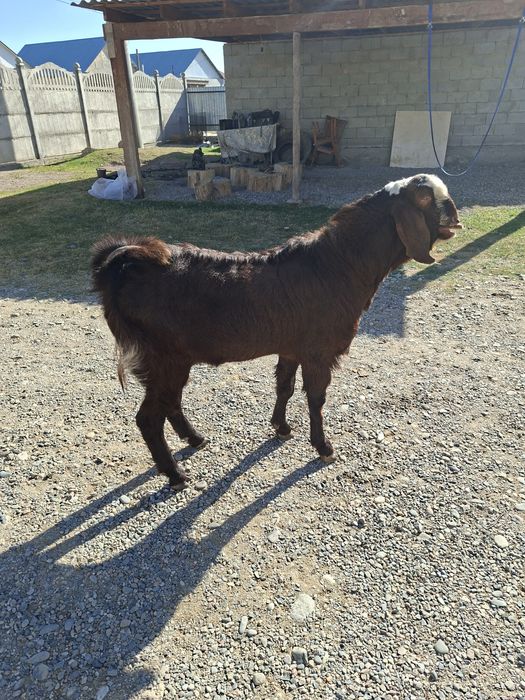 Казел теке битал