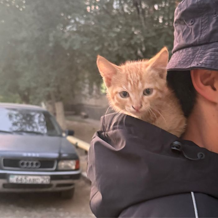 Котенок