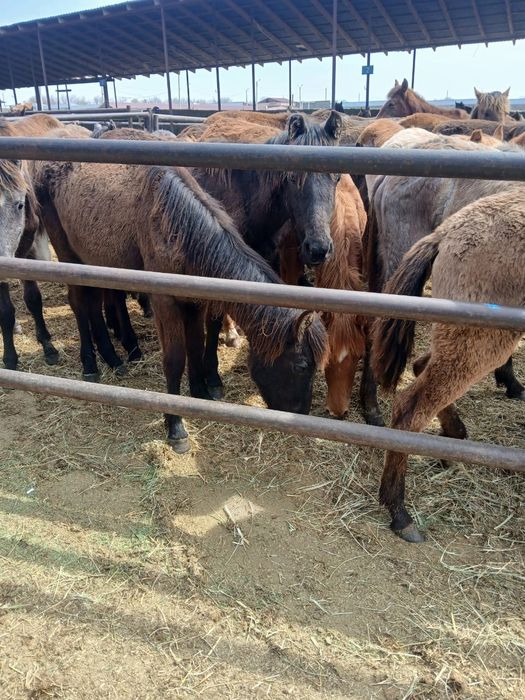 Жылқы малы бар сатылымда