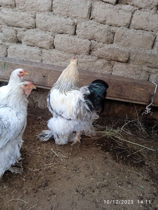 Brama tovuqlar sotiladi