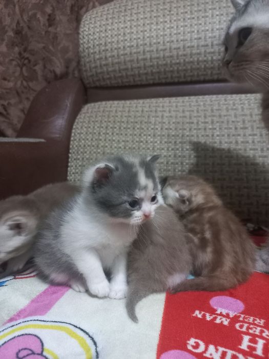 Котята скотиш страйт