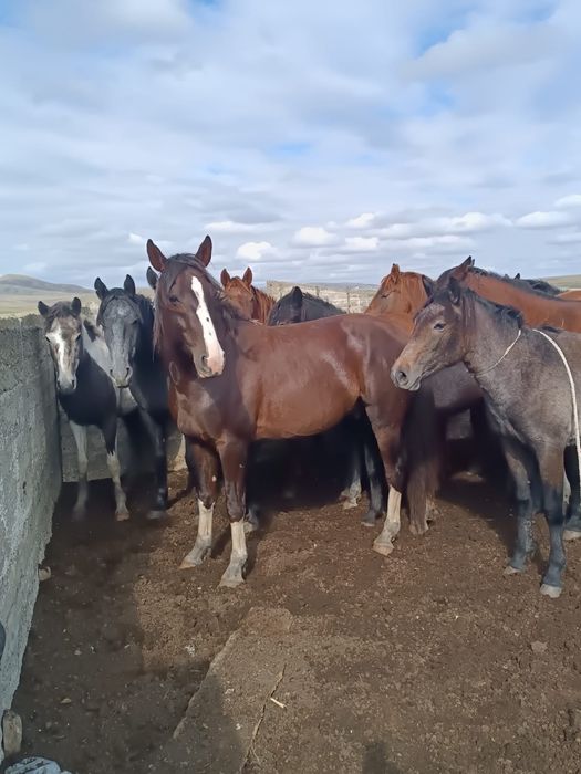 Айгыр саттыладдд