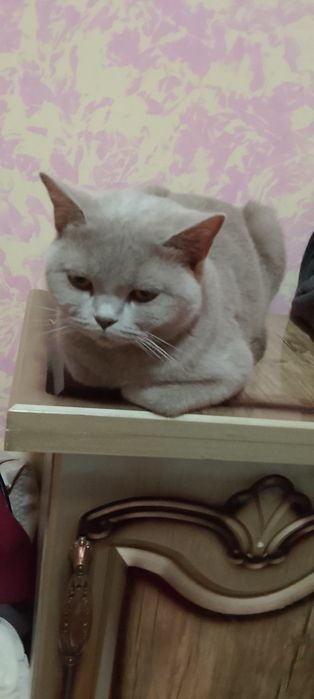 Продаю кошку британская кошка