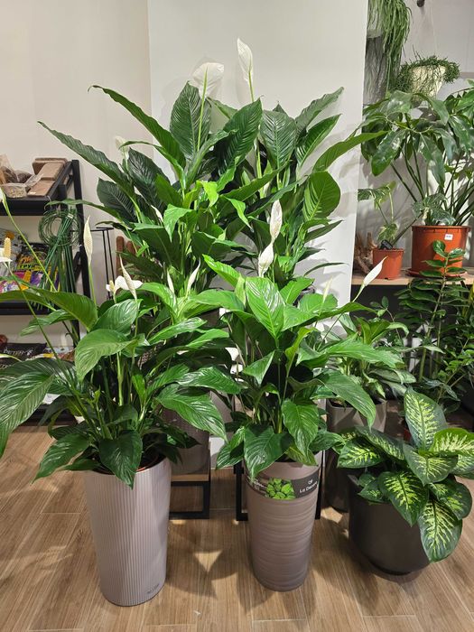 Магазин комнатных растений в центре города с большим ассортиментом