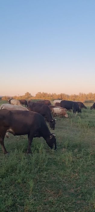 Редкая советская мясо молочная порода.