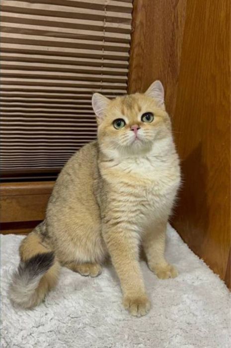 Britanskiy zolotaya shinshila Ny11