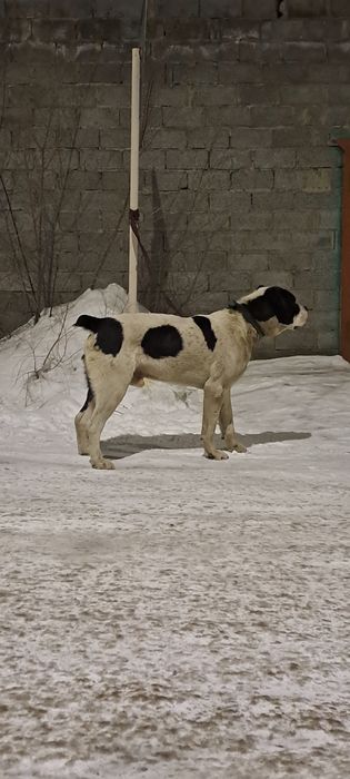 Сатылады еркек молодой