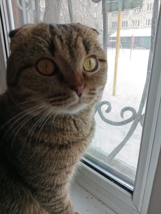 Отдам веслоухого кота