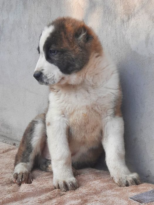 Щенки САО Алабай