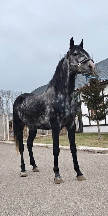 Продам коня, жеребца