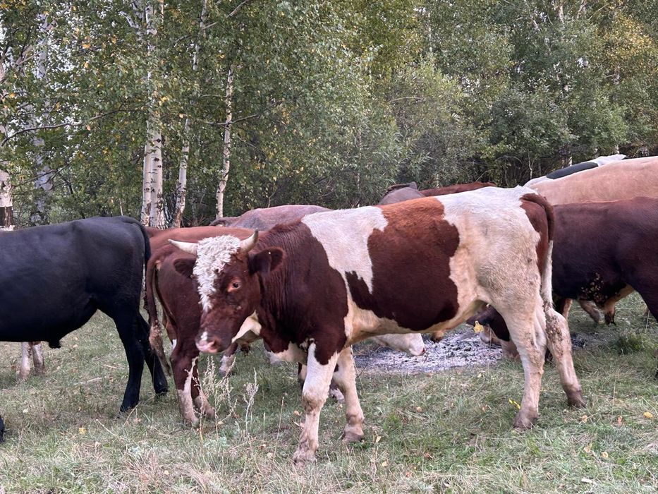 Продам, быков в количестве, 29, голов.