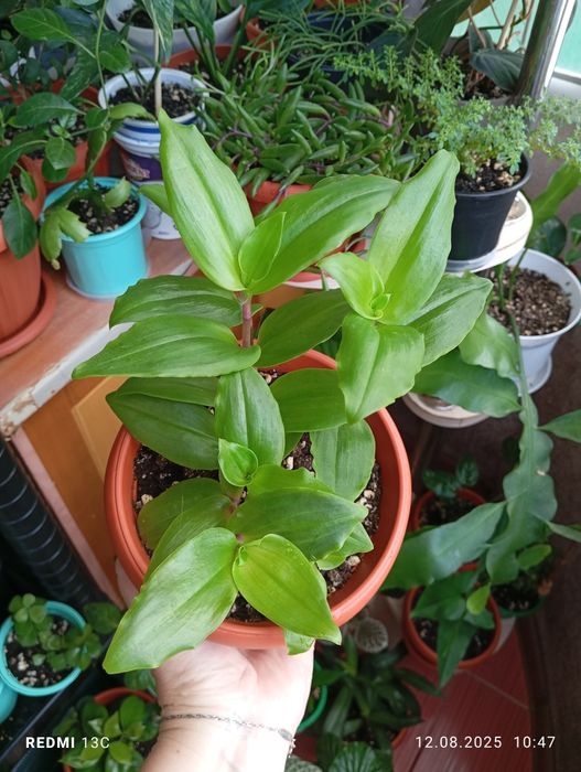 Продам цветы комнатные