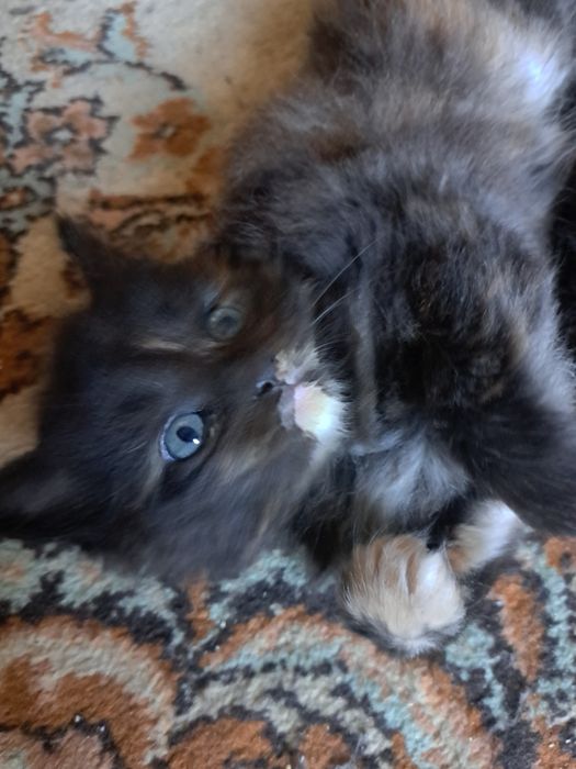 Продам котят.мейн кун. Девочки
