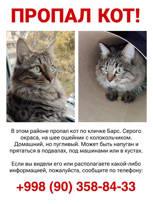 Пропал кот Чиланзар 20а квартал. Вознаграждение гарантировано!