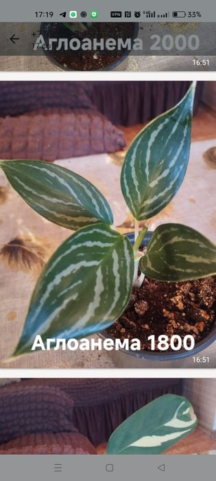 Продам комнатные растения