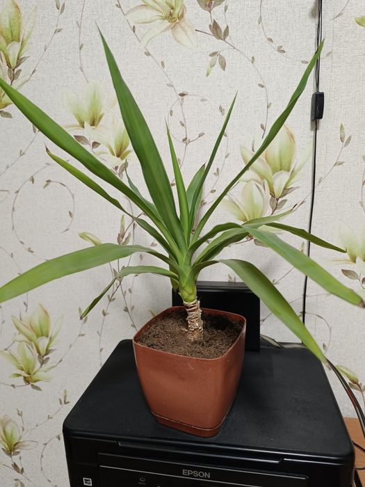 комнатные растения