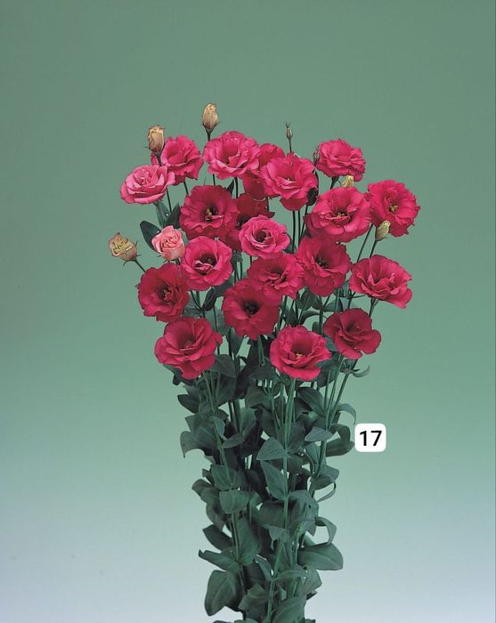 Семена (проф.)  Лизиантус ( Эустома)