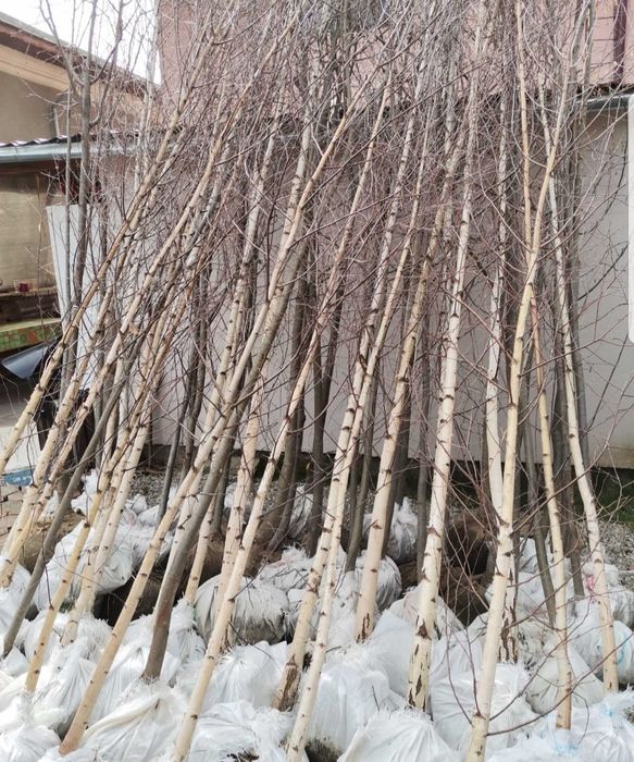 Mesteacăn mutitulpinar cu coaja alba decorativ,  Pret minim garantat