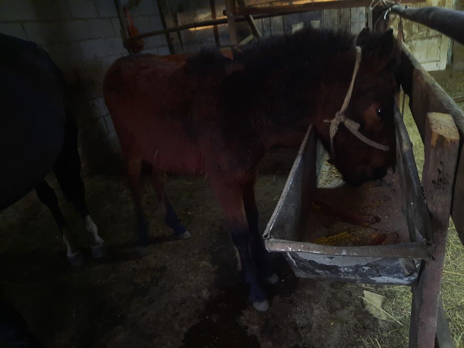 Жабағ, тай лошадь