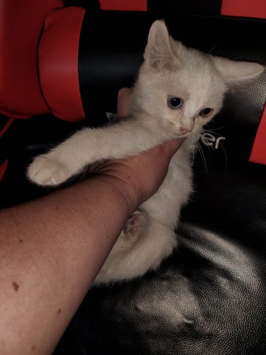 отдам котенка в добрые руки
