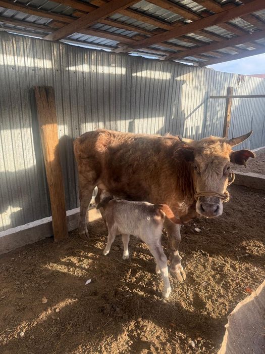 Бузаулы сиыр 3 туган