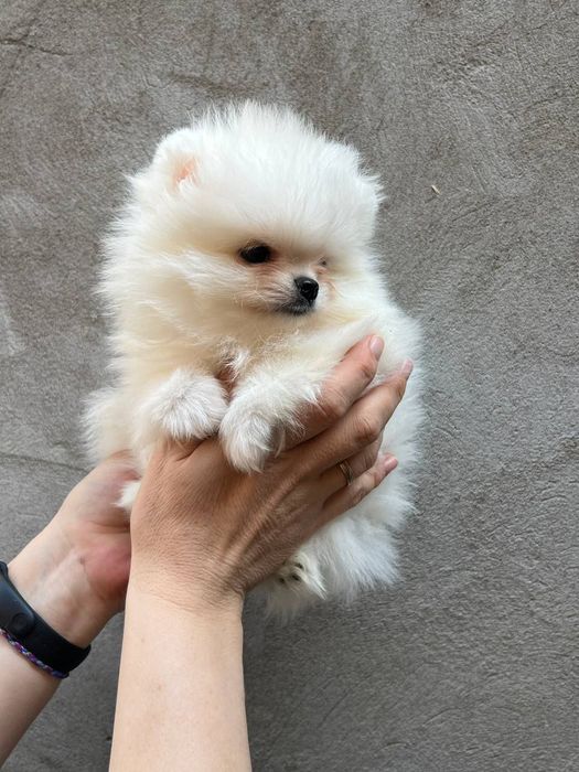 Клубные щенки шпица