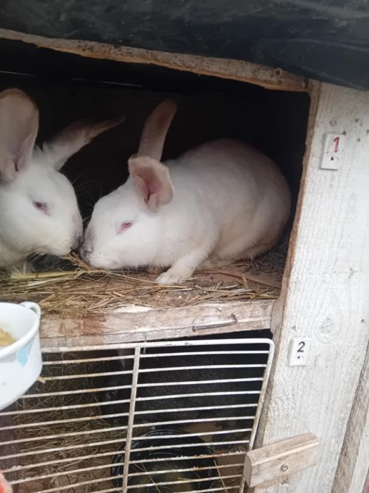 Iepurii de sacrificat