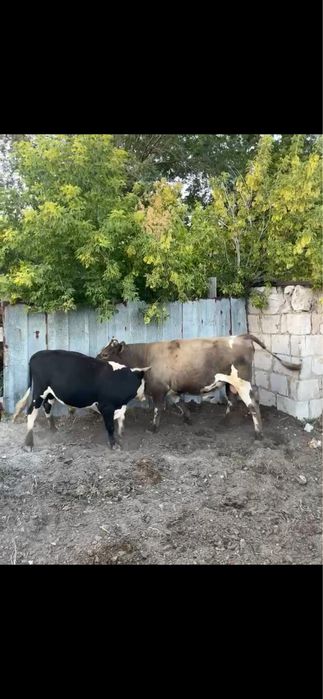 Бұқа сатылымда жақсы бұқа