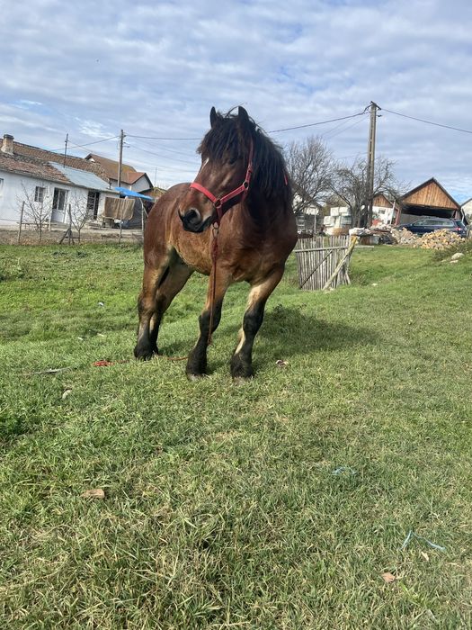 Vand manz de un an jumate