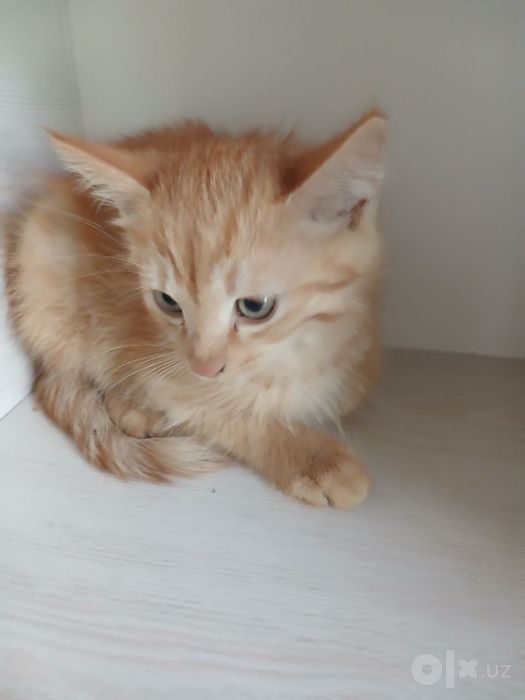 Отдадим котенка бесплатно!