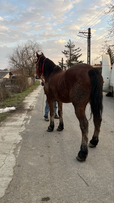 Vând cal castrat de 6 ani