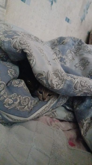 отдам котят в добрые руки