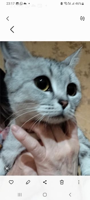 Отдам молодую кошечку шотландку в добрые руки