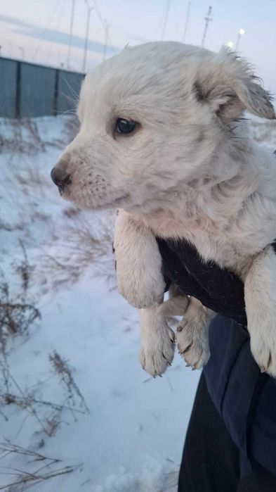 Отдам щенков в хорошие руки