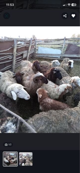 Продам кошкарчиков и токтылар