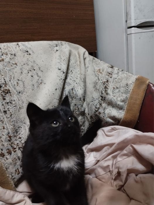 Отдадим котенка в добрые руки