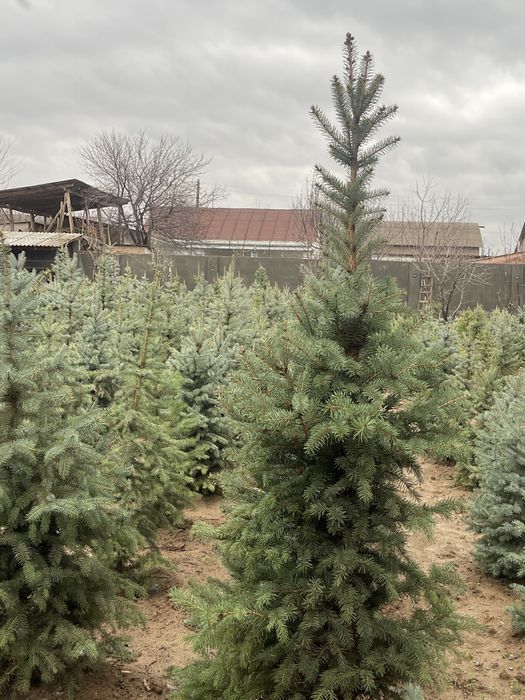 Голубая ель Archa goluboy moviy pitomnikdan 0.5 metrdan 6 metrgacha