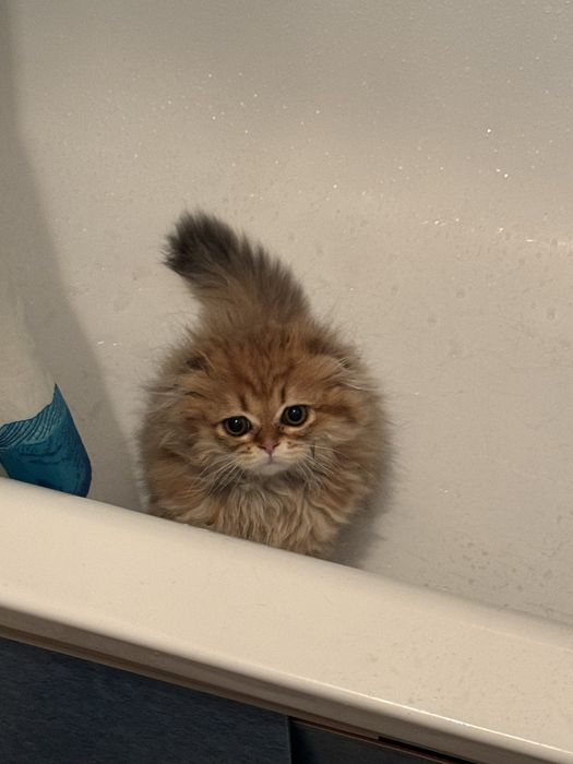 Отдам котенка в надежные руки