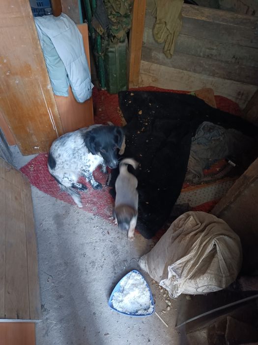 Щенки месячные,подкидыши