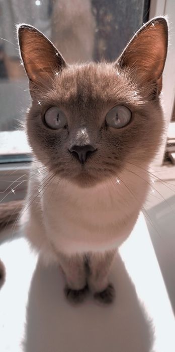 Отдам кошку дарлм