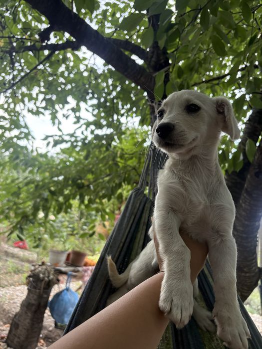 Cautam casuta pentru pui de catei