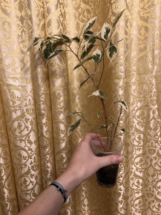 Фикус Бенжамин Twilight