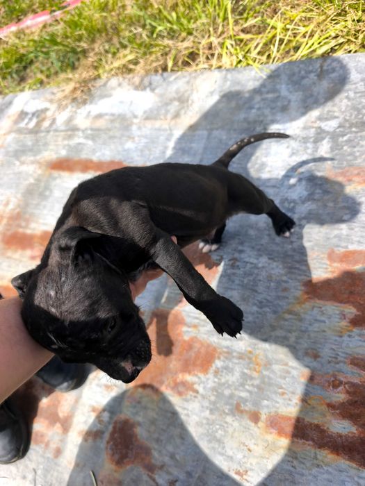 Питбулчета.