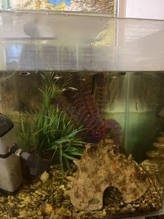 Аквариум с рыбками